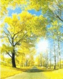 Sun Autumn  Mobile Phone Wallpaper