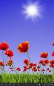 Poppy Field Android Mobile Phone Wallpaper