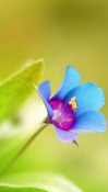 Beautiful Flower Nokia N97 Wallpaper