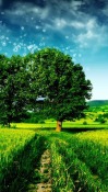 Tree Nokia N97 Wallpaper