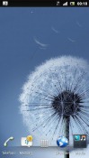Dandelion Galaxy s3 Android Mobile Phone Wallpaper