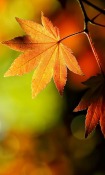 Hd Autumn Leaves  Mobile Phone Wallpaper