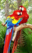 Parrots  Mobile Phone Wallpaper