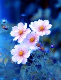 Blue Flowers Hd Sony Ericsson TM506 Wallpaper