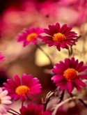 Cool Daisy LG T375 Cookie Smart Wallpaper