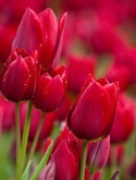 Red Tulips LG KF600 Wallpaper
