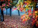 Autumn Colors Lenovo Q330 Wallpaper