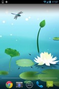 Lotus Pool Realme Q Wallpaper
