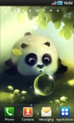 Panda Dumpling Android Mobile Phone Wallpaper
