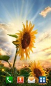 Sunflower Sunset Android Mobile Phone Wallpaper