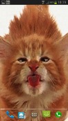 Cat Licks Amazon Fire Phone Wallpaper