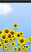 Sunflowers Huawei nova 7i Wallpaper