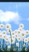 Daisies Huawei nova 7i Wallpaper