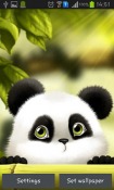 Panda QMobile NOIR A10 Wallpaper