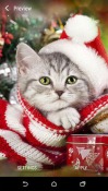 Christmas Animals Android Mobile Phone Wallpaper