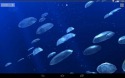 Jellyfishes 3D QMobile NOIR A10 Wallpaper