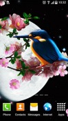 Sakura And Bird QMobile NOIR A10 Wallpaper