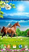 Horse Huawei Ascend P6 Wallpaper