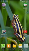 Frogs: Shake And Change Huawei Ascend P6 Wallpaper