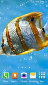 Aquarium Huawei Ascend P6 Wallpaper