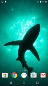 Sharks Huawei Ascend P6 Wallpaper