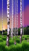 Birch Wood Android Mobile Phone Wallpaper