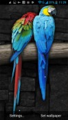 Parrot Android Mobile Phone Wallpaper