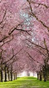 Spring Sakura Trees Android Mobile Phone Wallpaper