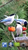 Garden Birds Huawei Ascend P6 Wallpaper