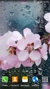 Cherry In Blossom Samsung Galaxy Prevail 2 Wallpaper