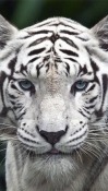 White Tiger Android Mobile Phone Wallpaper