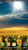 Sunflowers Samsung Galaxy Prevail 2 Wallpaper
