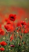 Red Poppy Android Mobile Phone Wallpaper