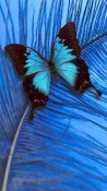 Butterfly Android Mobile Phone Wallpaper