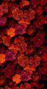 Red Flowers HTC Hero Wallpaper