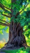 Tree HTC Hero Wallpaper