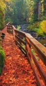 Autumn Bridge  Mobile Phone Wallpaper