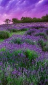 Purple Garden  Mobile Phone Wallpaper