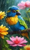 Blue Bird Huawei Ascend P6 Wallpaper