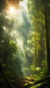 Rainforest Nokia 105 (2022) Wallpaper