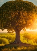 Giant Tree Honor 30 Youth Wallpaper