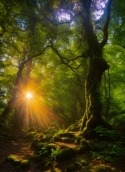 Forest Huawei Ascend G615 Wallpaper