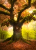 Giant Tree Micromax Bolt A82 Wallpaper