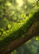 Green Forest HTC Rezound Wallpaper