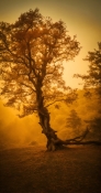 Autumn Tree HTC S620 Wallpaper