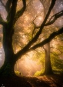 Yellow Forest Sony Ericsson Xperia ray Wallpaper