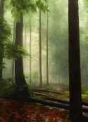 Rain Forest HTC Desire V Wallpaper