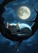 Sleeping Cat Sony Xperia Z1s Wallpaper