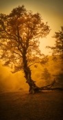 Dying Tree Gionee M7 Wallpaper