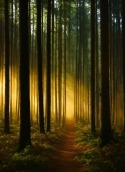 Dark Forest HTC DROID Incredible 2 Wallpaper